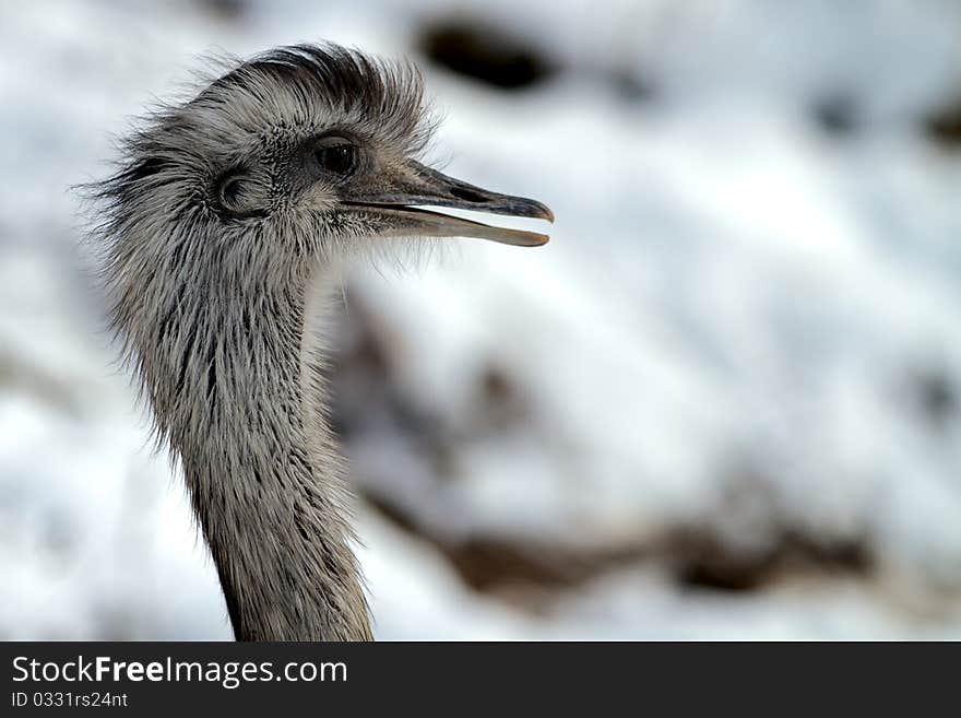 Emu in Winter