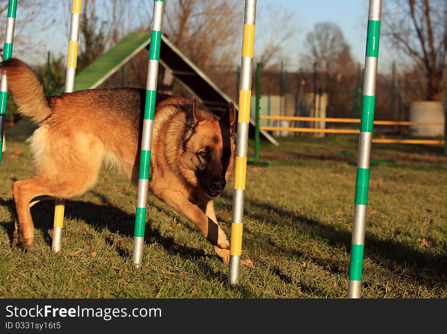 German shepherd is doing slalom in agility. German shepherd is doing slalom in agility