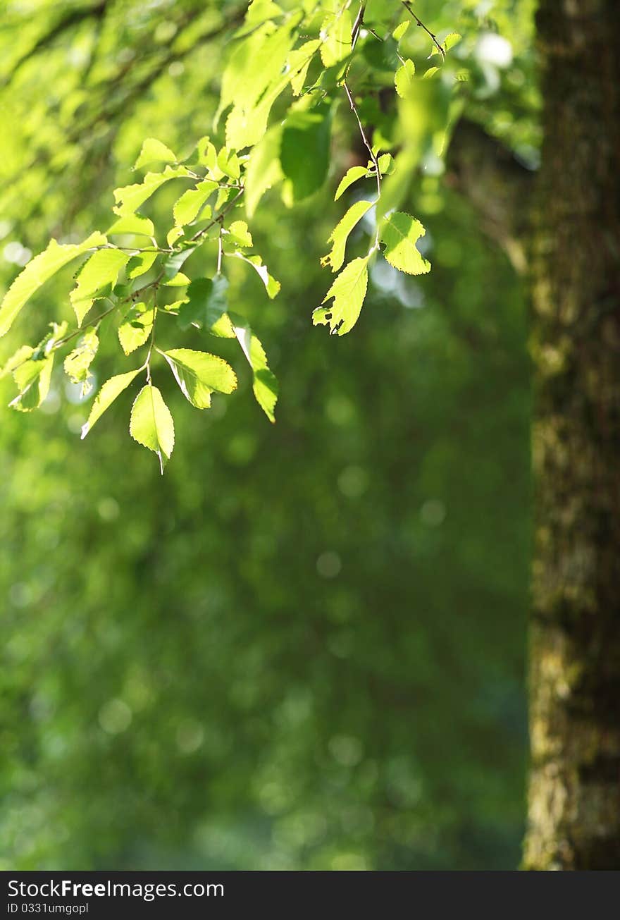 Beatiful green natural background - beech tree branch lit by the sunshine (lovely fresh and refreshing tones)