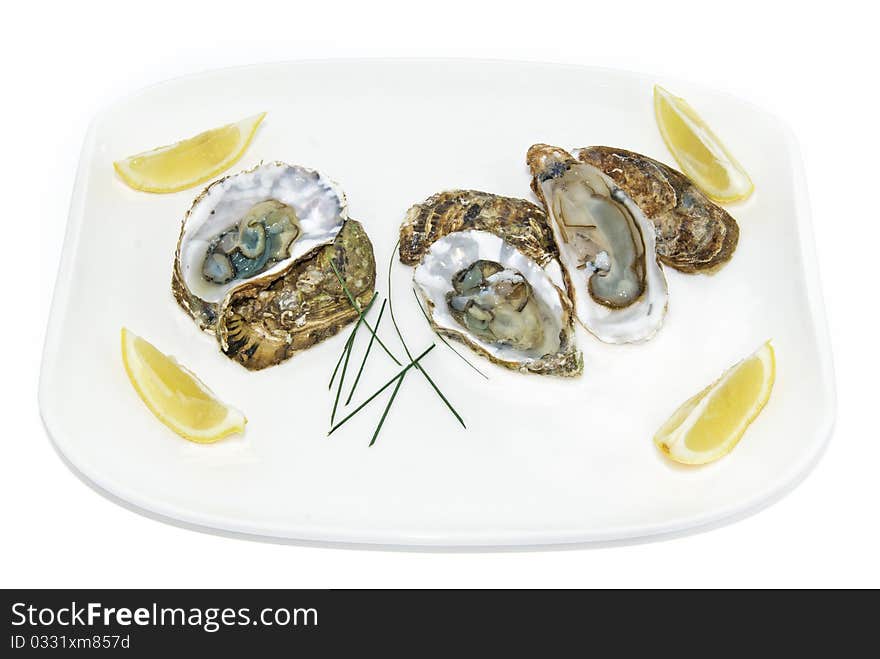 Oyster