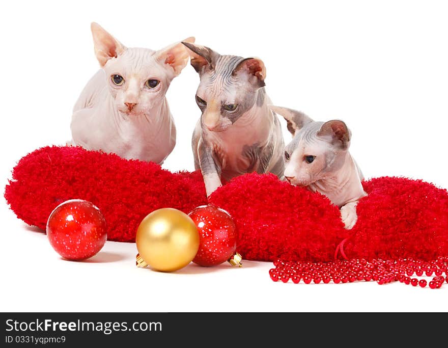 Three sphinx cats looking at Christmas balls. Three sphinx cats looking at Christmas balls