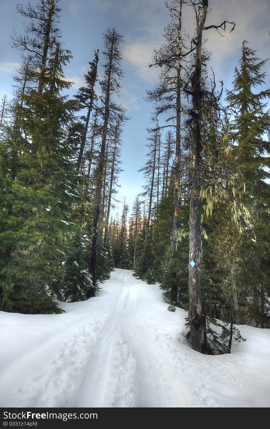 Winter trail through the woods