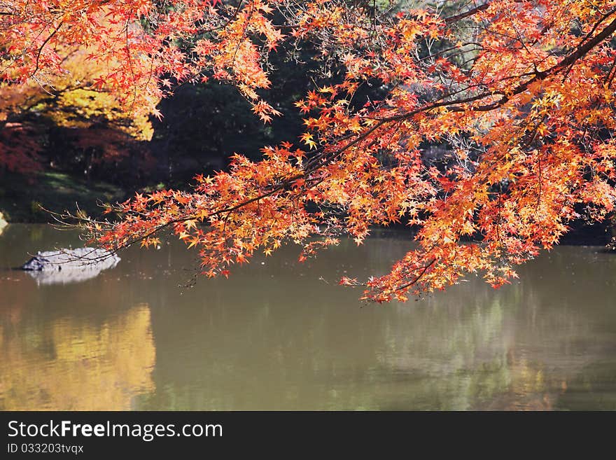 Autumn leaf and lake in sunny day. Autumn leaf and lake in sunny day.