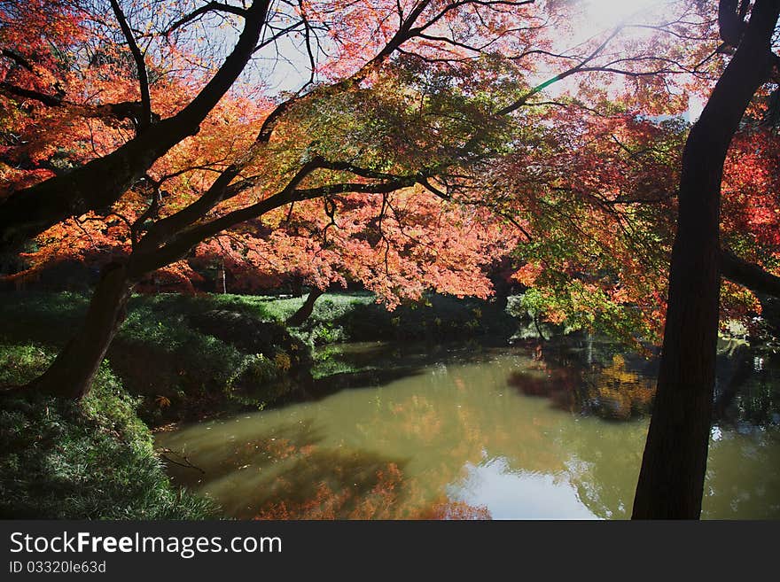 Autumn leaf  and lake