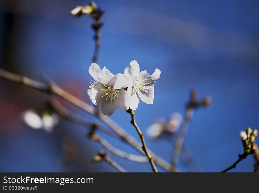 Cherry blossoms in winter in sunny day.