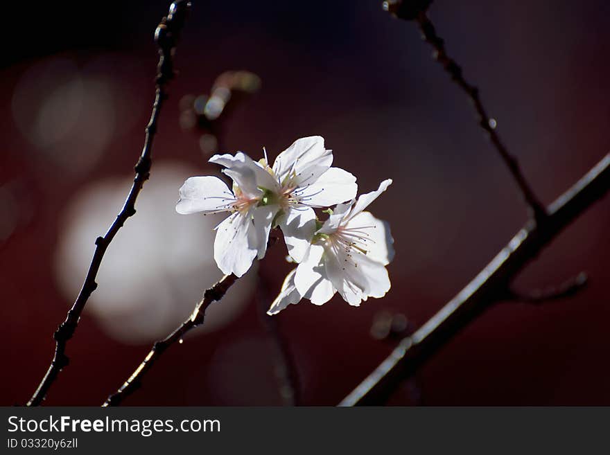 Cherry blossoms in winter in sunny day.