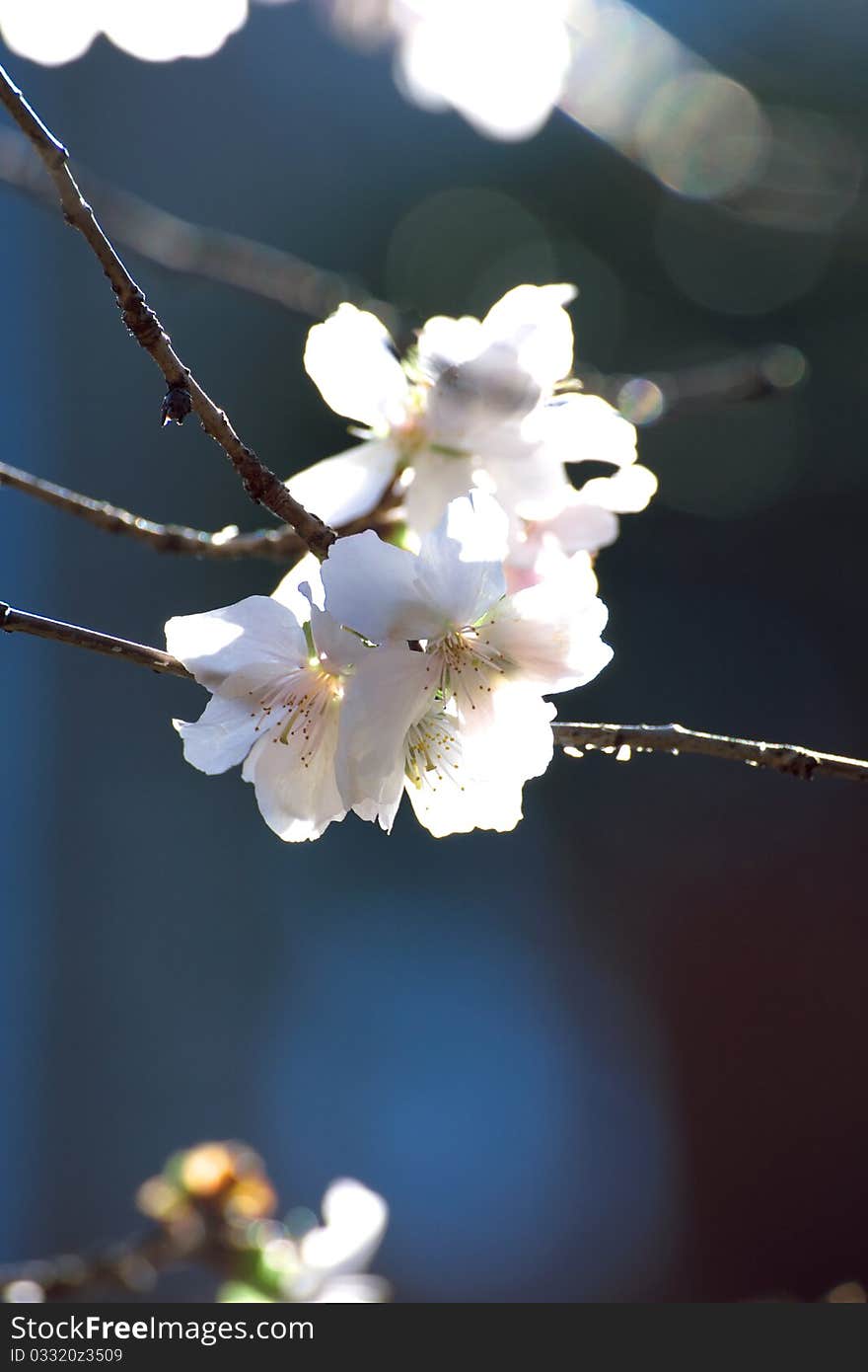 Cherry blossoms in winter in sunny day.