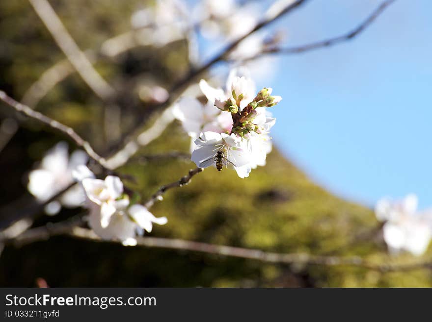 Cherry blossoms in winter in sunny day.