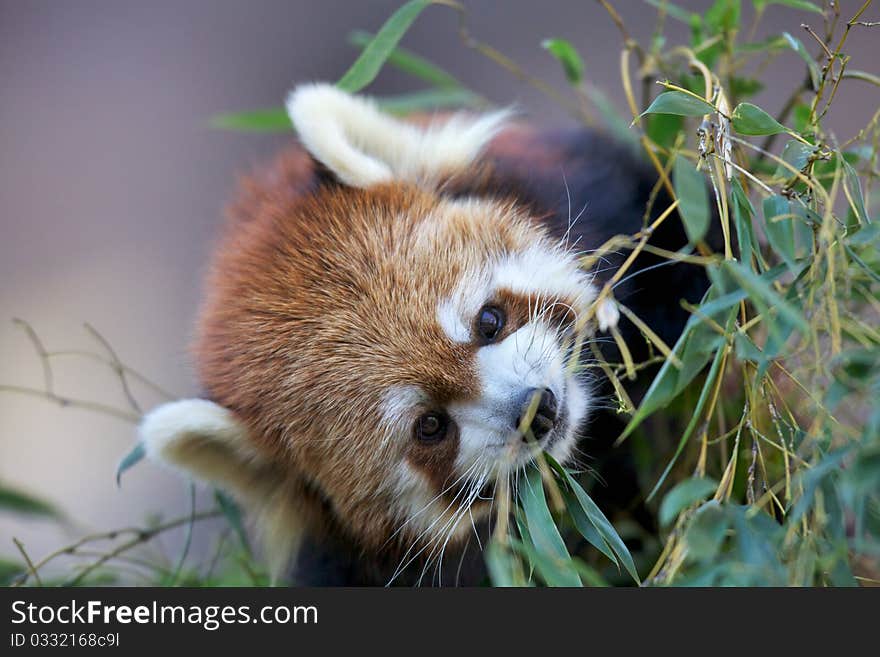 Ailurus fulgens is eating on a branch of a tree.