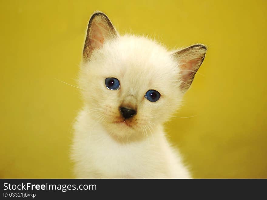 Kitten - Close up