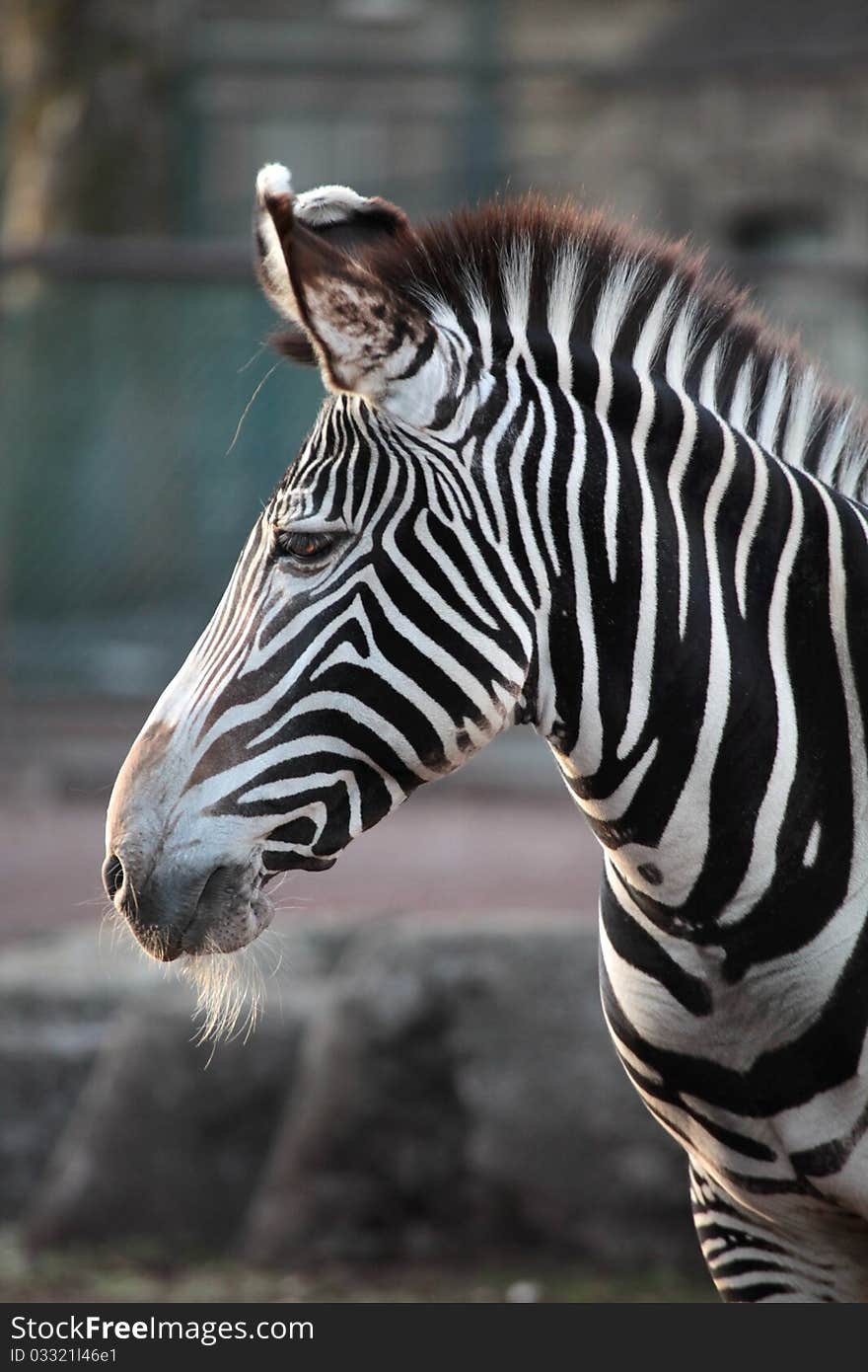 A zebra is watching something.