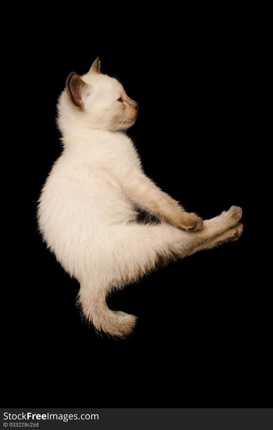 Side view of a 2 week old siamese kitten on black background