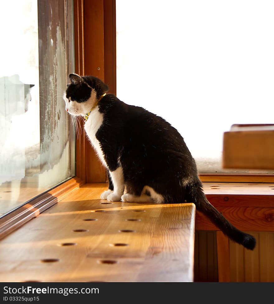 Black and white cat looking outside