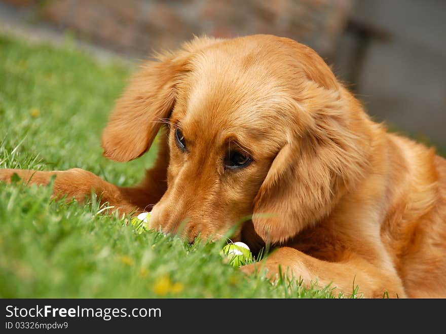 Golden retriever young dog portrait outdoor on grass. Golden retriever young dog portrait outdoor on grass