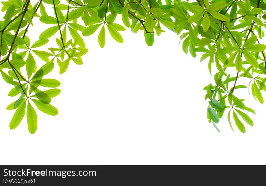 Green fresh leaves isolated on white