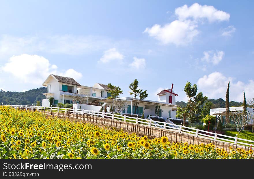 Sunflower and white cottage in farm