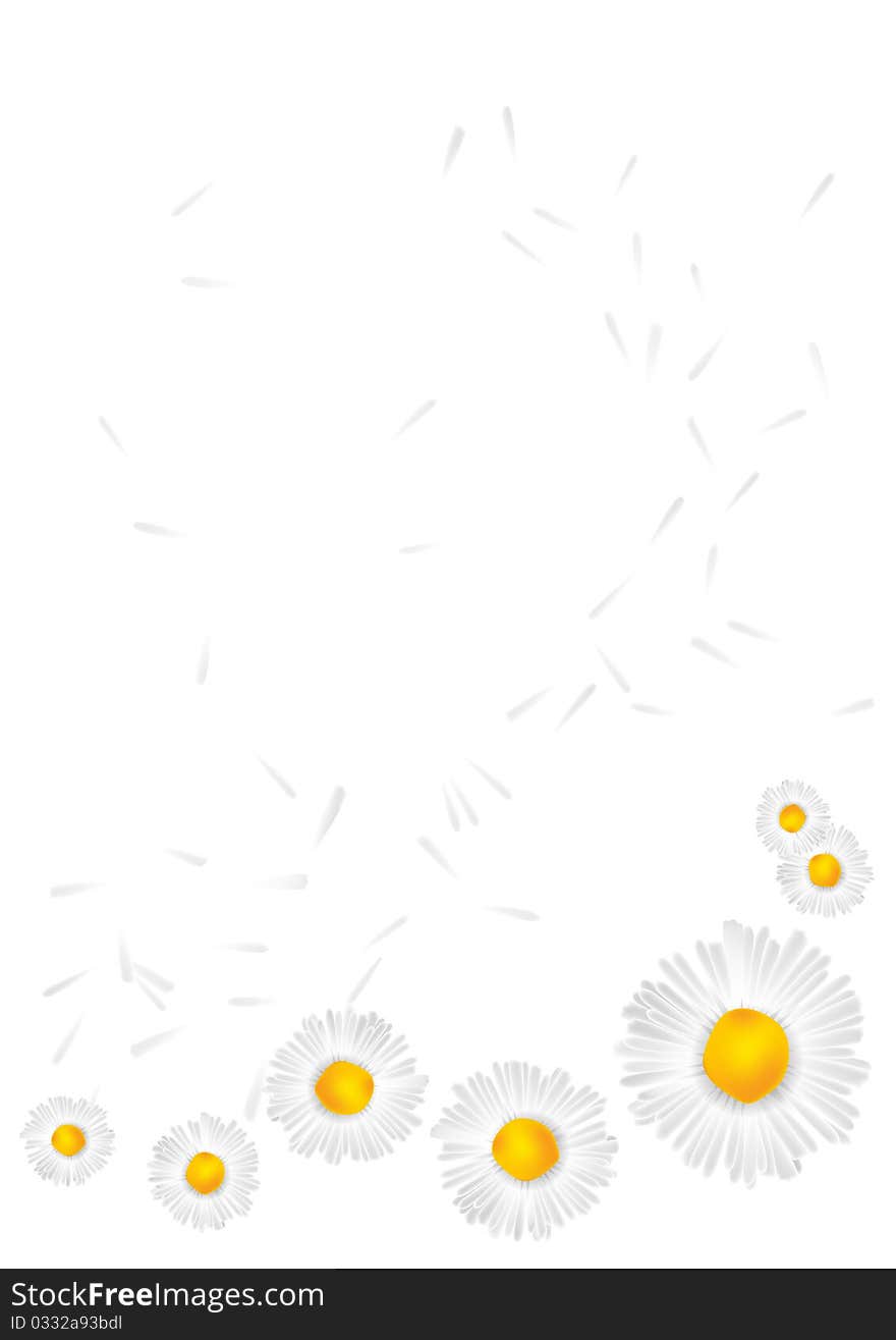 Vector background with daisies on a white background