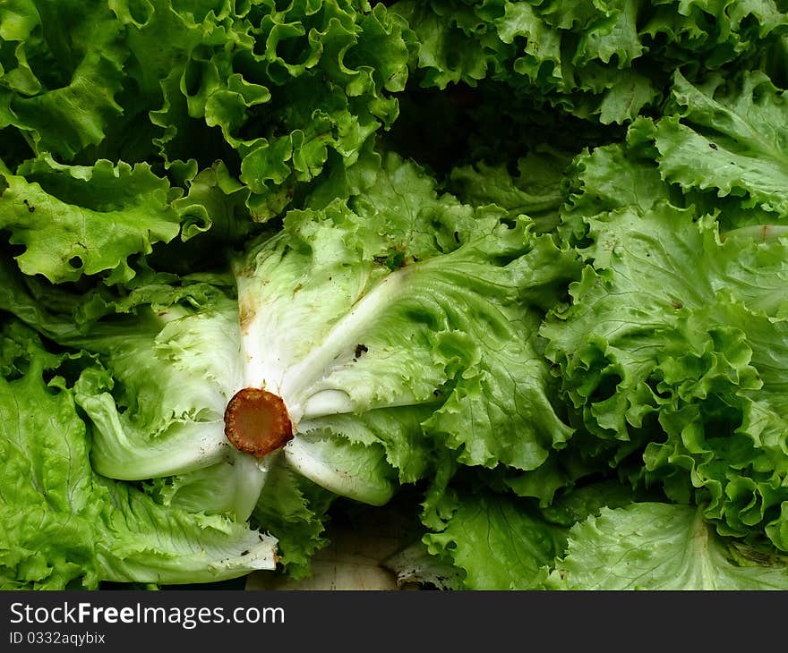 Fresh market green lettuce at an outdoor market in Paris France. Fresh market green lettuce at an outdoor market in Paris France