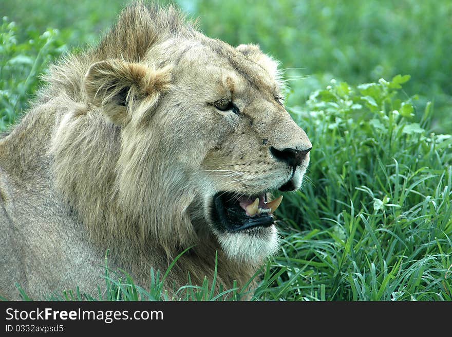 Young male lion growling while resting in Tanzanian grass