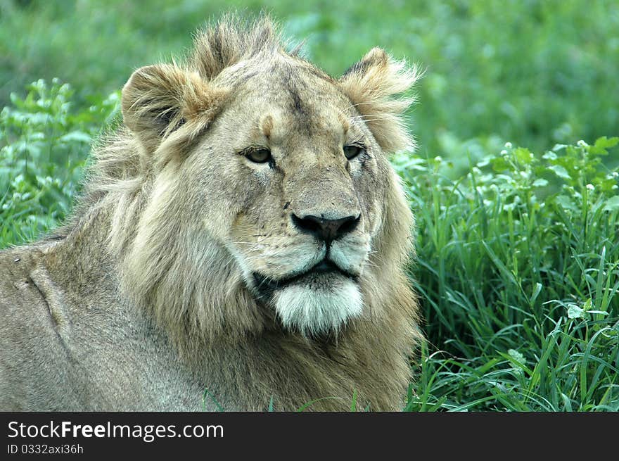 Young male lion resting in Tanzanian grass