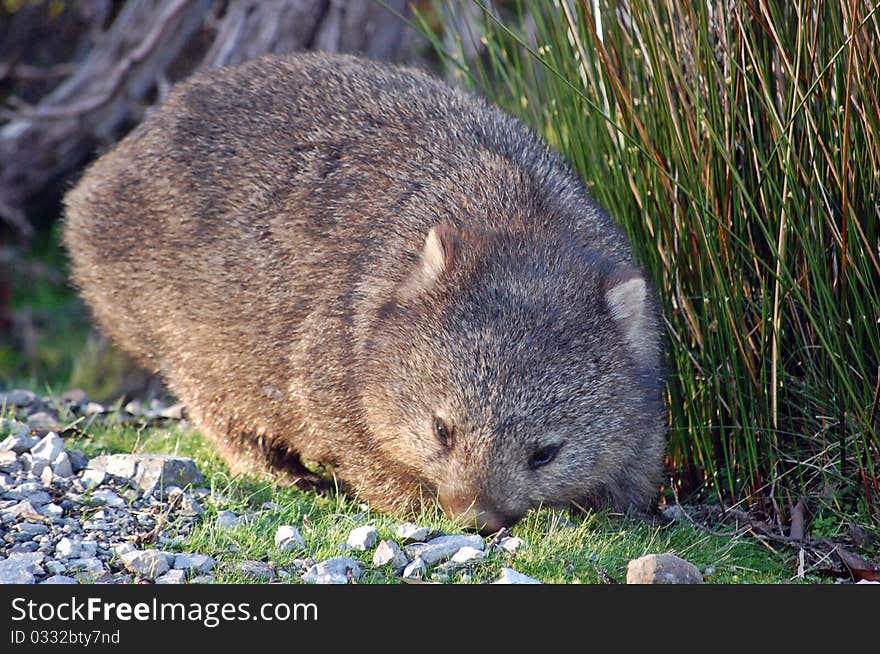 A common wombat in Tasmania