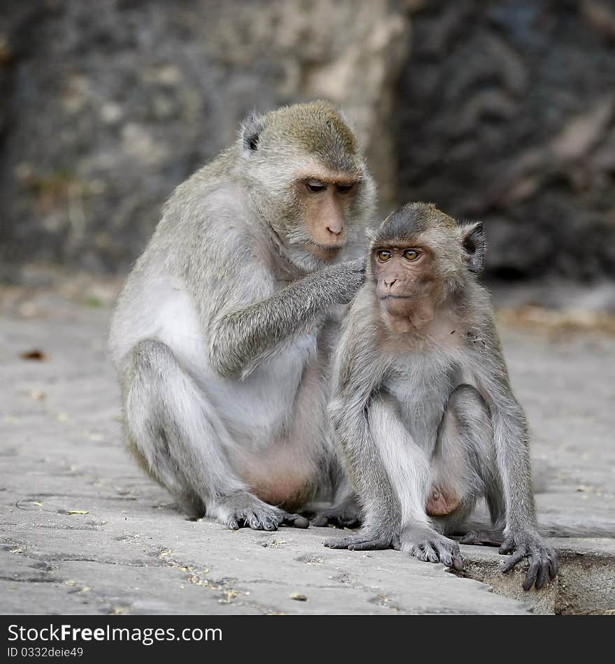 Macaque monkeys grooming