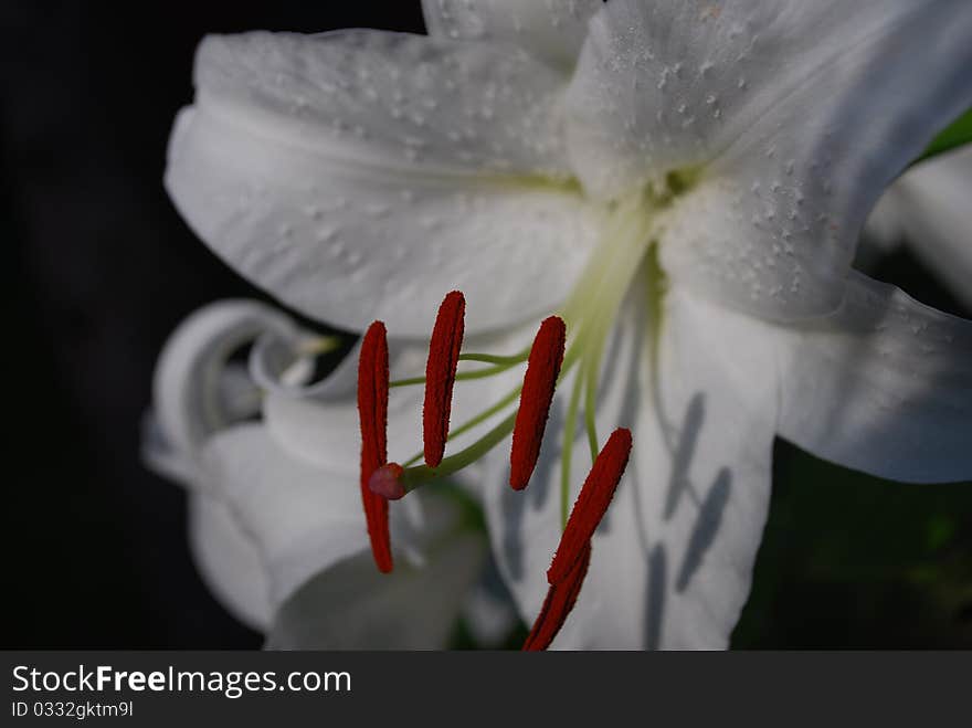 Beautiful white summer lily caught at the peak of it's bloom. Beautiful white summer lily caught at the peak of it's bloom