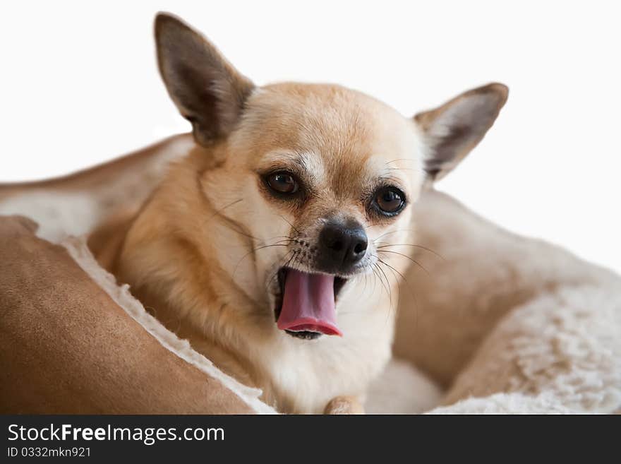 A cute golden Chihuahua yawning in bed, isolated on light background. A cute golden Chihuahua yawning in bed, isolated on light background.