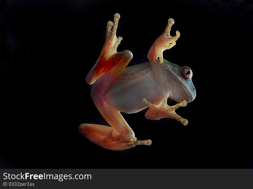 Backlit forest tree frog on a pane of glass. Backlit forest tree frog on a pane of glass