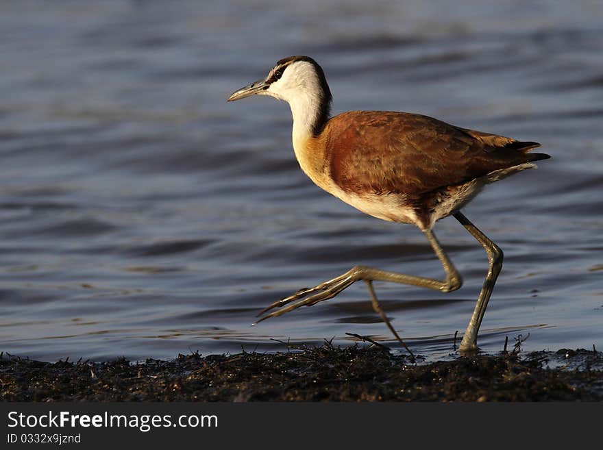 Juvenile African Jacana walking on the edge of a lake. Juvenile African Jacana walking on the edge of a lake