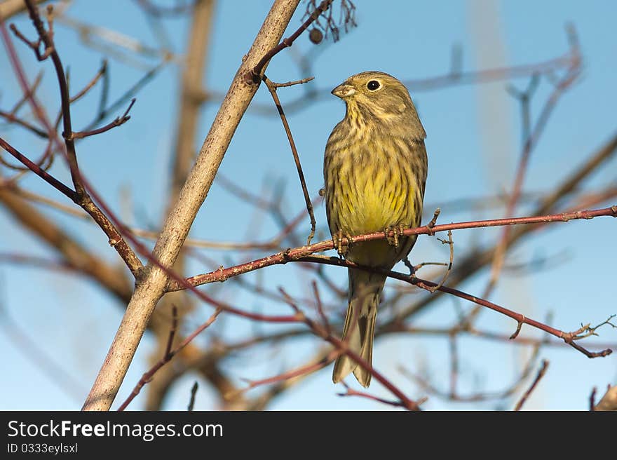 Yellowhammer  / Emberiza Citrinella