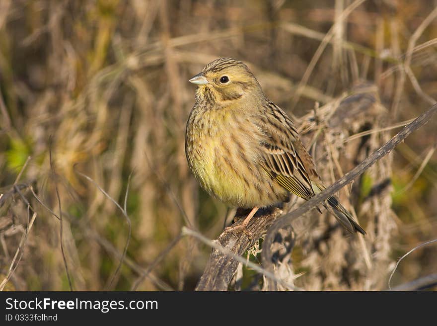 Yellowhammer  / Emberiza citrinella