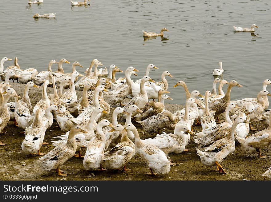 More ducks live by the lake.