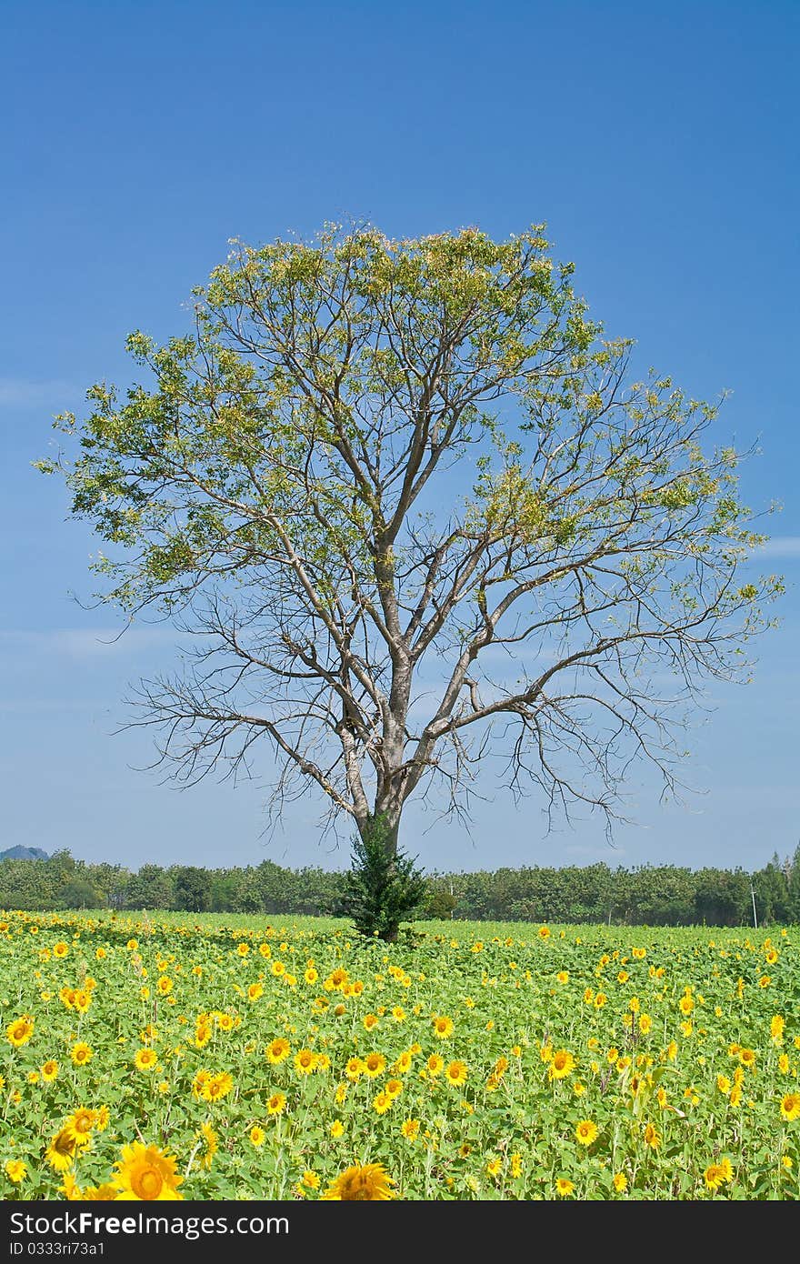 Sunflower