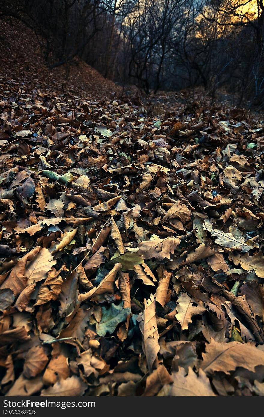 Forest Leaves