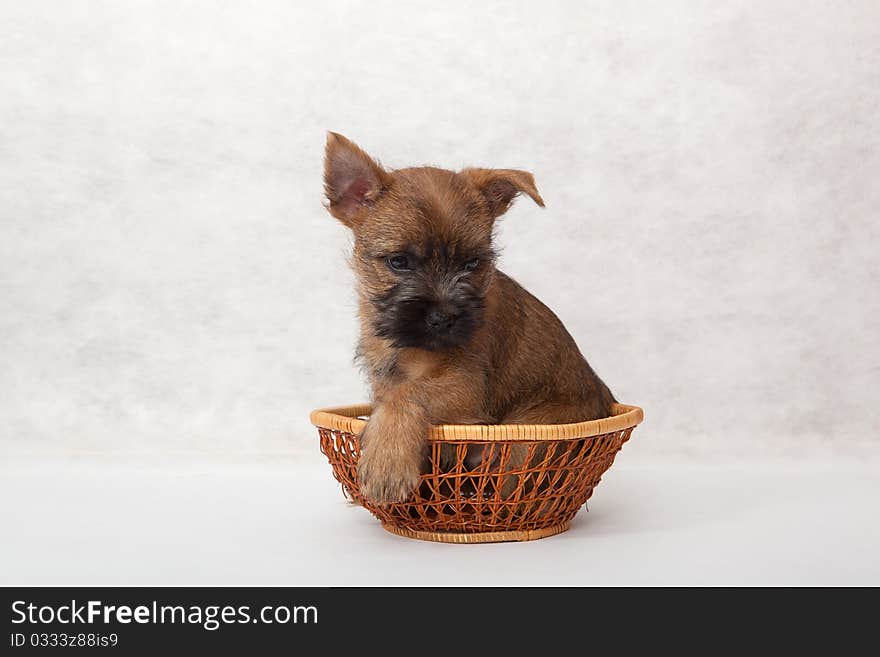 Studio portrait of cairn-terrier puppy. Studio portrait of cairn-terrier puppy.