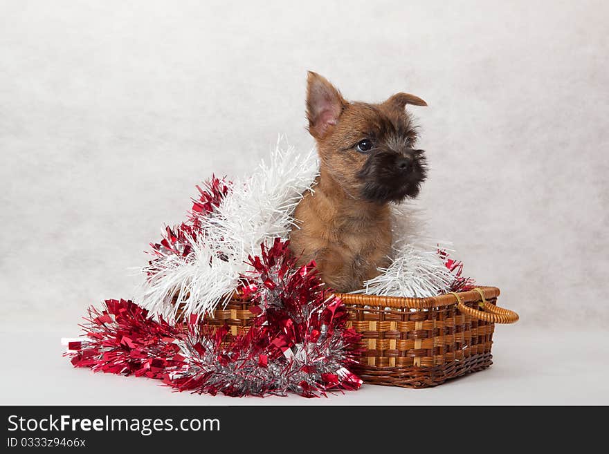 Studio portrait of cairn-terrier puppy. Studio portrait of cairn-terrier puppy.