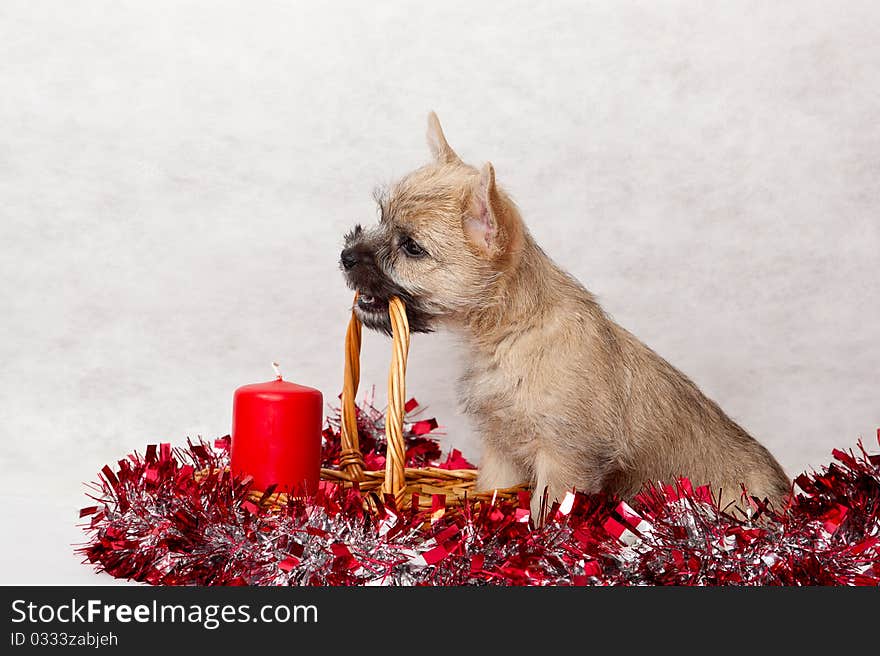 Studio portrait of cairn-terrier puppy. Studio portrait of cairn-terrier puppy.