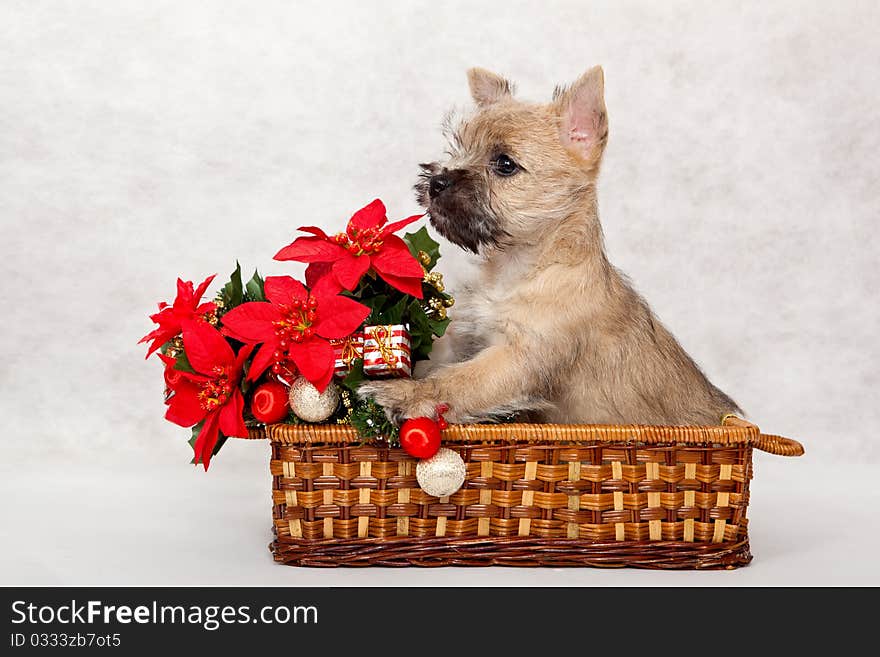 Studio portrait of cairn-terrier puppy. Studio portrait of cairn-terrier puppy.