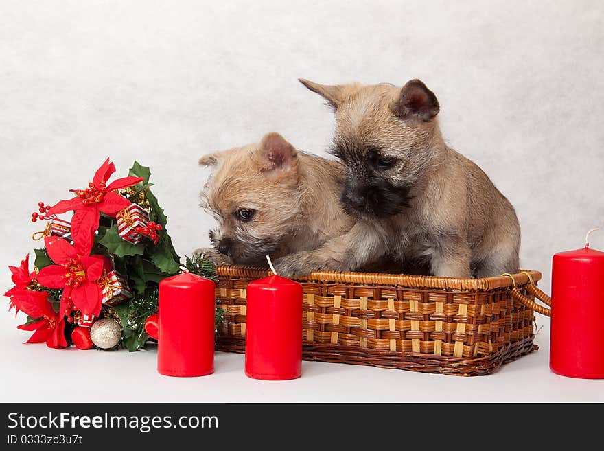 Studio portrait of cairn-terrier puppy. Studio portrait of cairn-terrier puppy.