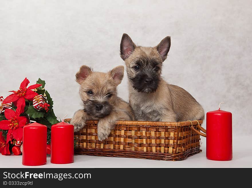 Studio portrait of cairn-terrier puppy. Studio portrait of cairn-terrier puppy.