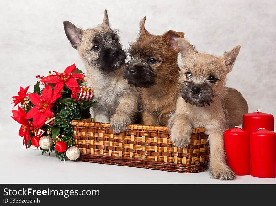 Studio portrait of cairn-terrier puppy. Studio portrait of cairn-terrier puppy.