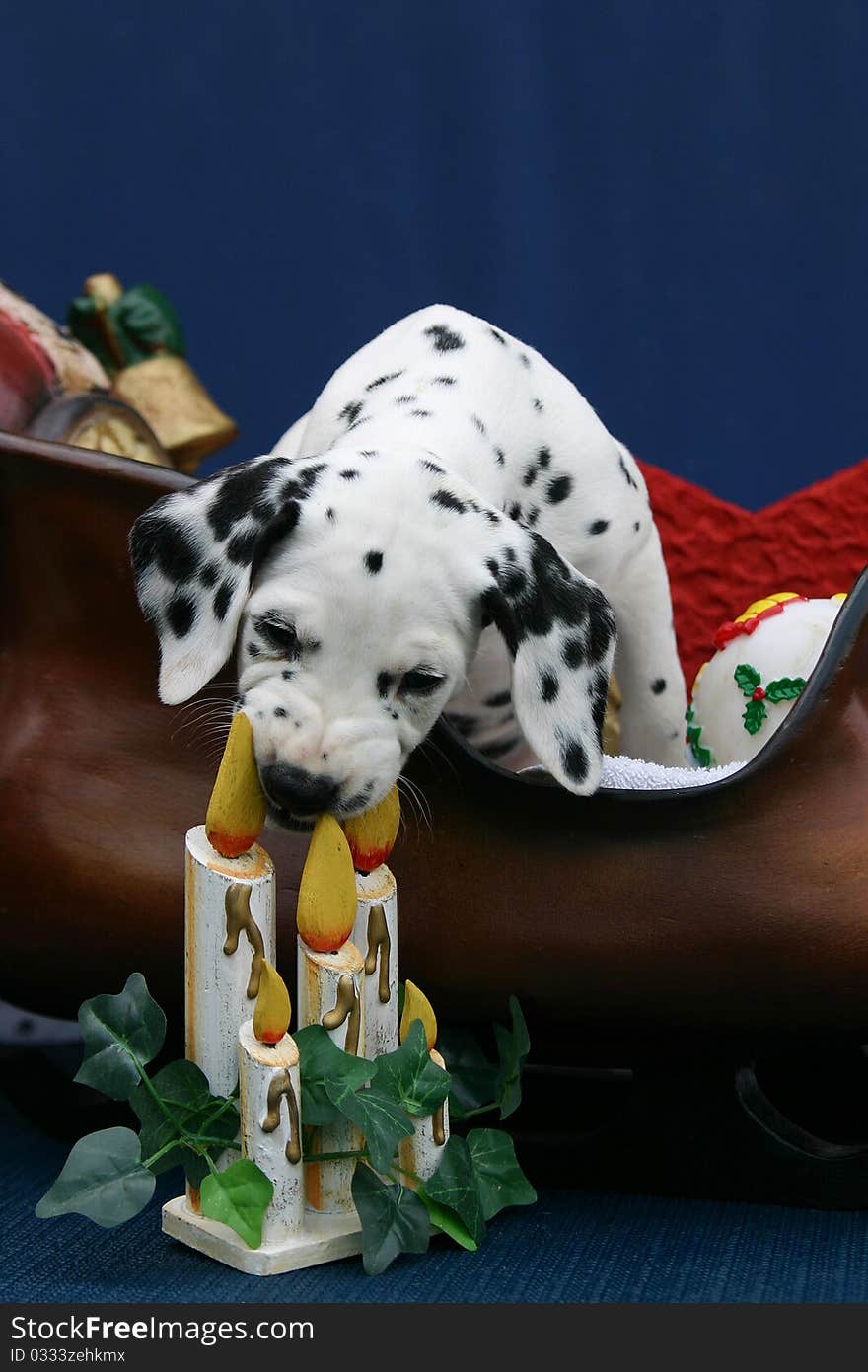 Picture of a female Dalmatian puppy in Santa's sleigh chewing on wooden candles. Picture of a female Dalmatian puppy in Santa's sleigh chewing on wooden candles