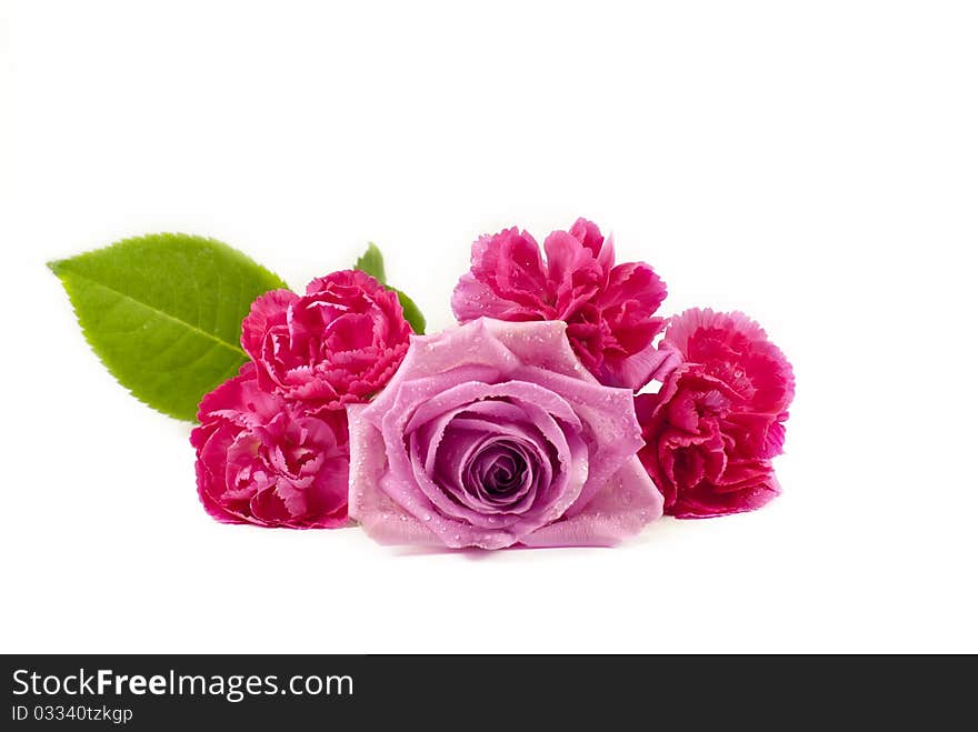 Pink flowers on a white background