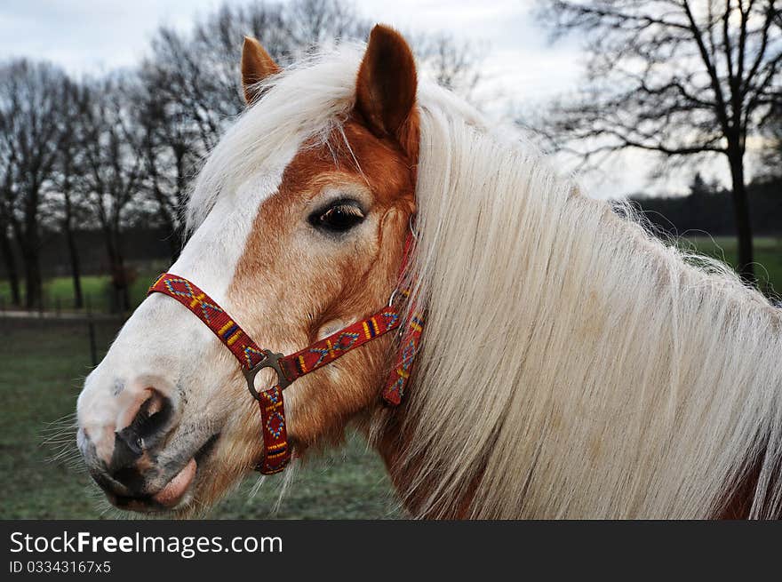 Brown horse with beautiful white mane showing tongue