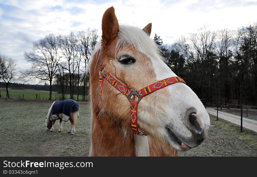 Brown horse with white mane