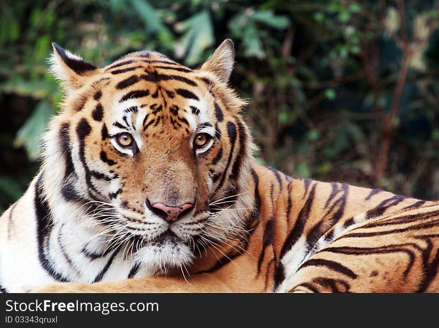 Bengal tiger staring at the camera