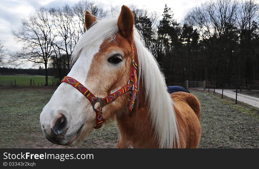 Brown horse with colorful halter