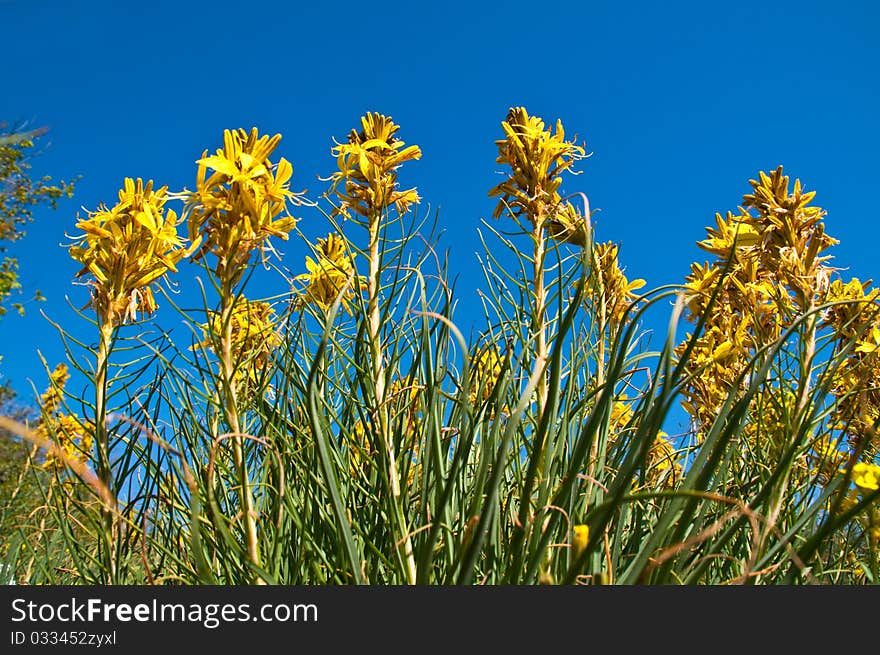 Asphodeline