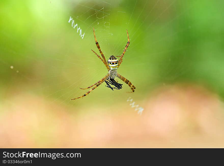 Colorful spider on spider web